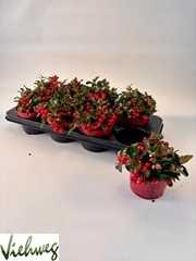 Gaultheria Big Berry 12Ø 25cm