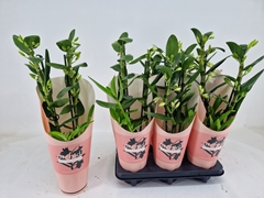 Dendrobium Kumiko 12Ø 50cm 2st