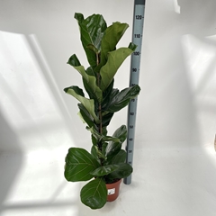 Ficus Lyrata 21Ø 125cm