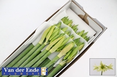 Hippeastrum Green Valley 70cm