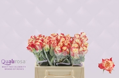 Rosa Chapeau 35cm