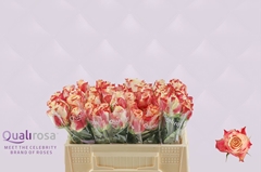 Rosa Chapeau 30cm