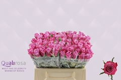 Rosa Deep Purple 35cm