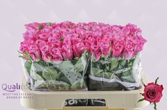Rosa Deep Purple 60cm