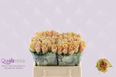 Rosa Golden Mustard 35cm