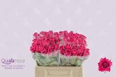 Rosa Madam Cerise 35cm