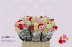 Rosa Mixed 40cm