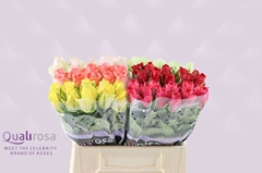 Rosa Mix Qualirosa 40cm