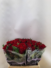 Rosa Red Amarok 40cm