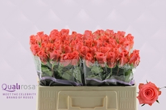 Rosa Sankara 50cm