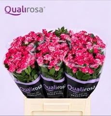 Rosa Spray Fireworks 40cm 3+
