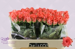 Rosa Sankara 60cm