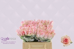 Rosa Avalanche Sorbet 35cm