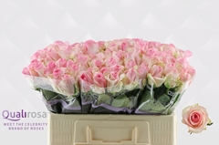 Rosa Avalanche Sorbet 50cm