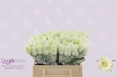 Rosa Countdown! 35cm