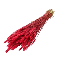 Dried Flowers Wheat 60-70cm