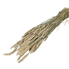 Dried Flowers Wheat 60-70cm
