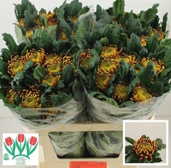 Chrysanth Single Fuego 75cm 105gr.