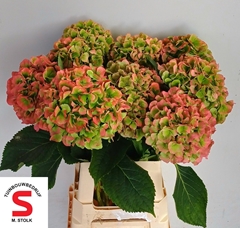 Hydrangea White Verena Classic 60cm 18-20cm Hd