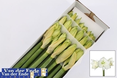 Hippeastrum Mont Blanc 70cm