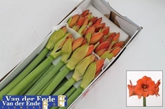 Hippeastrum Naranja 70cm