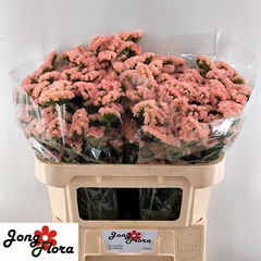 Limonium Sinuatum Peach Wings 70cm 30gr.