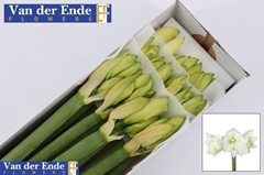 Hippeastrum Mont Blanc 80cm