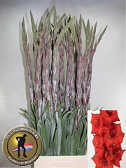 Gladiolus Costello 105cm 170gr.