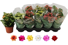 Kalanchoe Double Rosaline Mix 12Ø 27cm