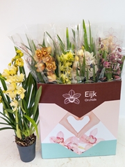 Cymbidium Mixed 14Ø 75cm 3st