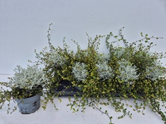 Leucophyta Brownii 12Ø 15cm