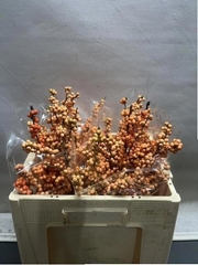 Ilex Verticillata Winter Gold 50cm
