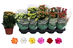 Kalanchoe Double Rosaline Mix 12Ø 27cm
