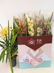 Cymbidium Mixed 14Ø 75cm 2st