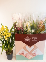 Cymbidium Mixed 14Ø 75cm 4st