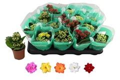 Kalanchoe Double Rosaline Mix 7Ø 15cm