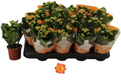Kalanchoe Double Rosalina Don Pedro 7Ø 15cm