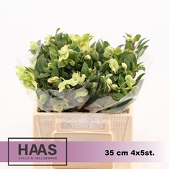 Helleborus Magnificent Bells 35cm