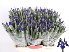 Iris Blue Magic 60cm 27gr.