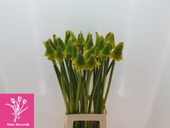 Kniphofia Magical Happy Halloween 70cm