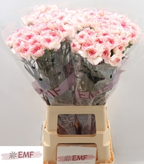 Dianthus Single Pastel Damascus 70cm