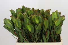 Leucadendron Laurel Yellow 60cm