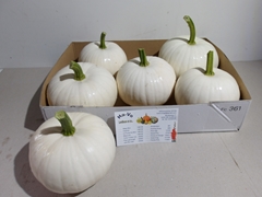Cucurbita Pepo Baby Boo 15cm