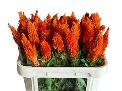 Celosia Sunday Orange 70cm