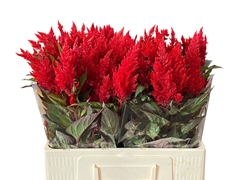 Celosia Sunday Red 60cm