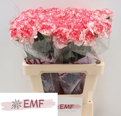 Dianthus Single Coralie 60cm