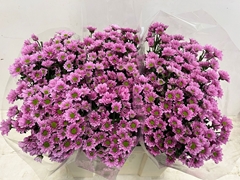 Chrysanth Santini Krissi 55cm 32gr.