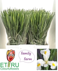 Iris White Magic 53cm 23gr.