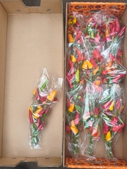 Capsicum Annuum Per Branch 30cm
