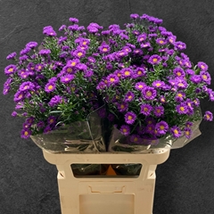 Aster Purple Monarch 85cm 35gr.